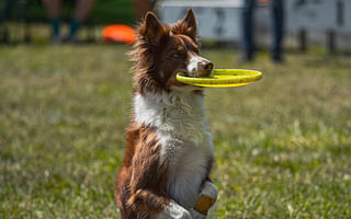 What are the rules for a turnover in Ultimate Frisbee?